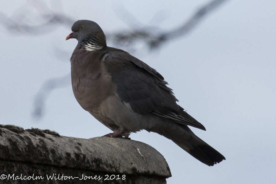 Woodpigeon