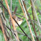 Marsh Wren