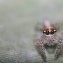 Jumping spider