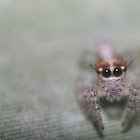 Jumping spider