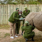 Dr. Stephen Ngulu, Veterinarian in Charge at Ol Pejeta Conservancy, injects anaesthesia on Najin, the oldest of the two northern white rhinos, before performing an ovum pick-up procedure at the Ol Pejeta Conservancy near Nanyuki, Kenya August 18, 2020.