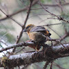 Red crossbill