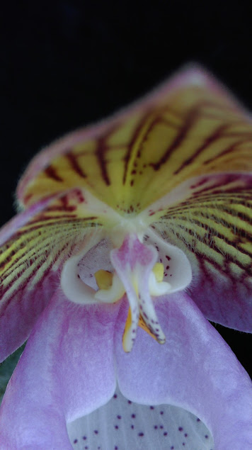 Paphiopedilum micranthum. B2DbIvPEYNmKUNu_rONPEns-qZDg2MWYw7GL8uiVbBu-yB2aGTuLweZ1c2B6U4o5xBGzNjjNok0H24SsS0KaZR75OhBb_XUYnEp_6Ucmv-kK6qDYb0_N4exWQW2twFwfdSMSL2J1EgWeMgDA1tsooYZ0-IefhqDecjPcwvHeeLM0lBM7IK-nG3zN-HhVRDYxi-EafVAgBsbx_hf2-P3lxE8wmaCuTyIFzR2WEDiOr_qtFJhFZER1LM5y-uvqKq67O_xXkR03kr5BVnduATWZkkCgLCER9EQaZhP8m4RtTc-tpFqFLmXE4lngeK_PCFGu7uG5zcF28MctoQG-kc3wl1_a_081A50vuCFcbfGMHNh2WG1AZ6mOvSxL22m7yCYhlXqS6vFj0PyHOAhFKEPXDF5uqpXbhOF8aRITxENwibGacy3pw2uKImNRqyxfgLUXBzogt4vIgOTu3CfFpXcfOVTtJuFp4nHalIpHf-MyvIXldLd_TDQ19gSFZnoNfgwHtn2sWZ3Rpa-XAGhx2tS0qPacmTJW5dUwiTuwGNlCS28CBp1HjiI4QQJ978moIP3wq1dsug=w356-h635-no