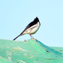 White-browed wagtail