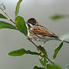 Reed Bunting