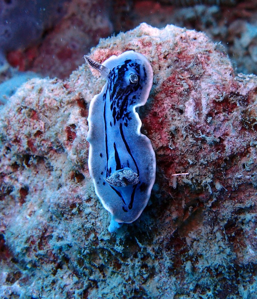 Willan's Chromodoris