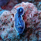 Willan's Chromodoris