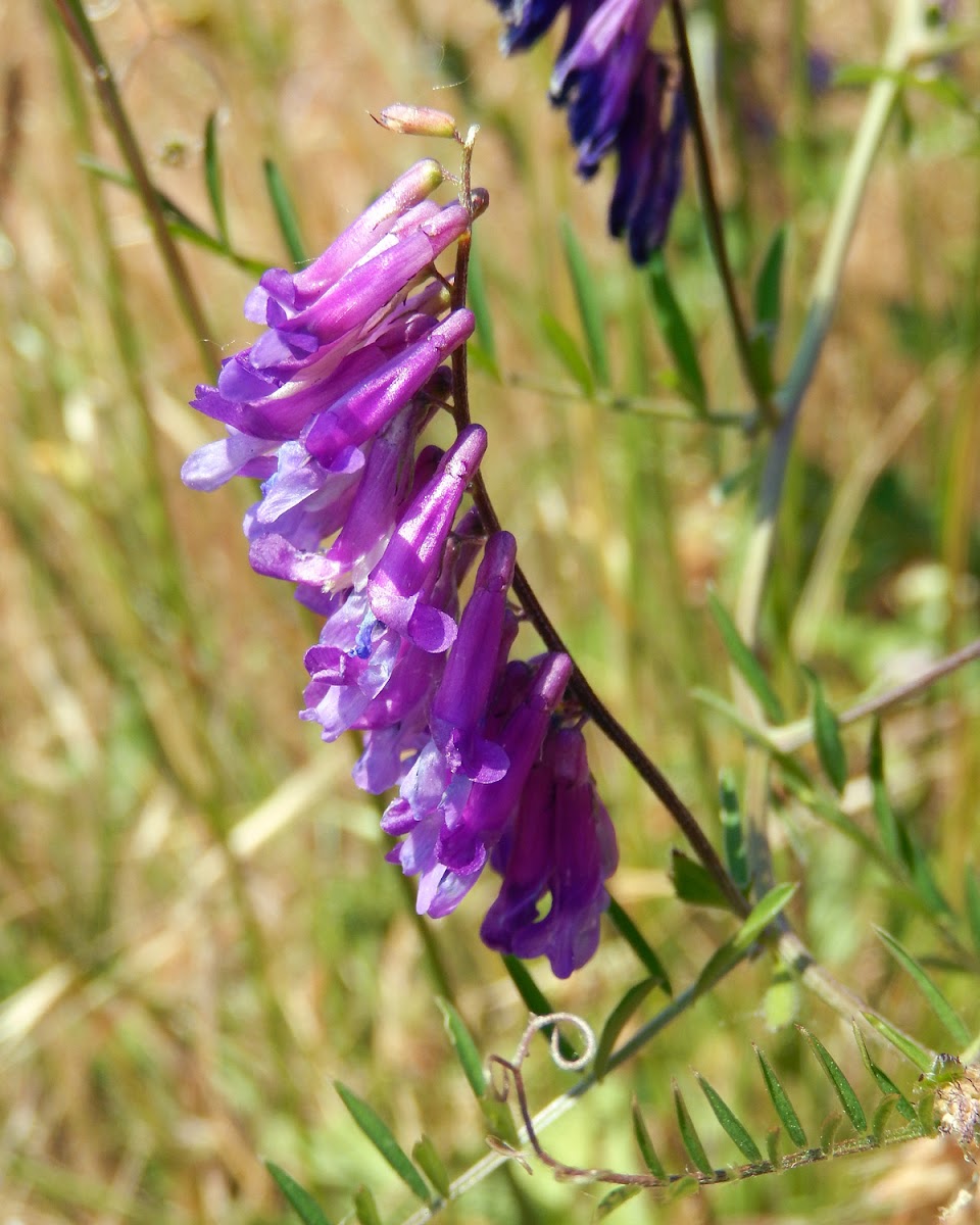 Hairy Vetch