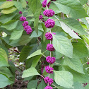 American Beautyberry