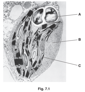 Structure and function of chloroplasts