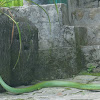 Black-bordered Rat Snake/Green Rat Snake