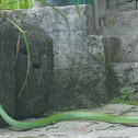 Black-bordered Rat Snake/Green Rat Snake