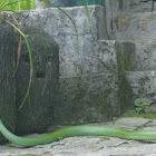 Black-bordered Rat Snake/Green Rat Snake