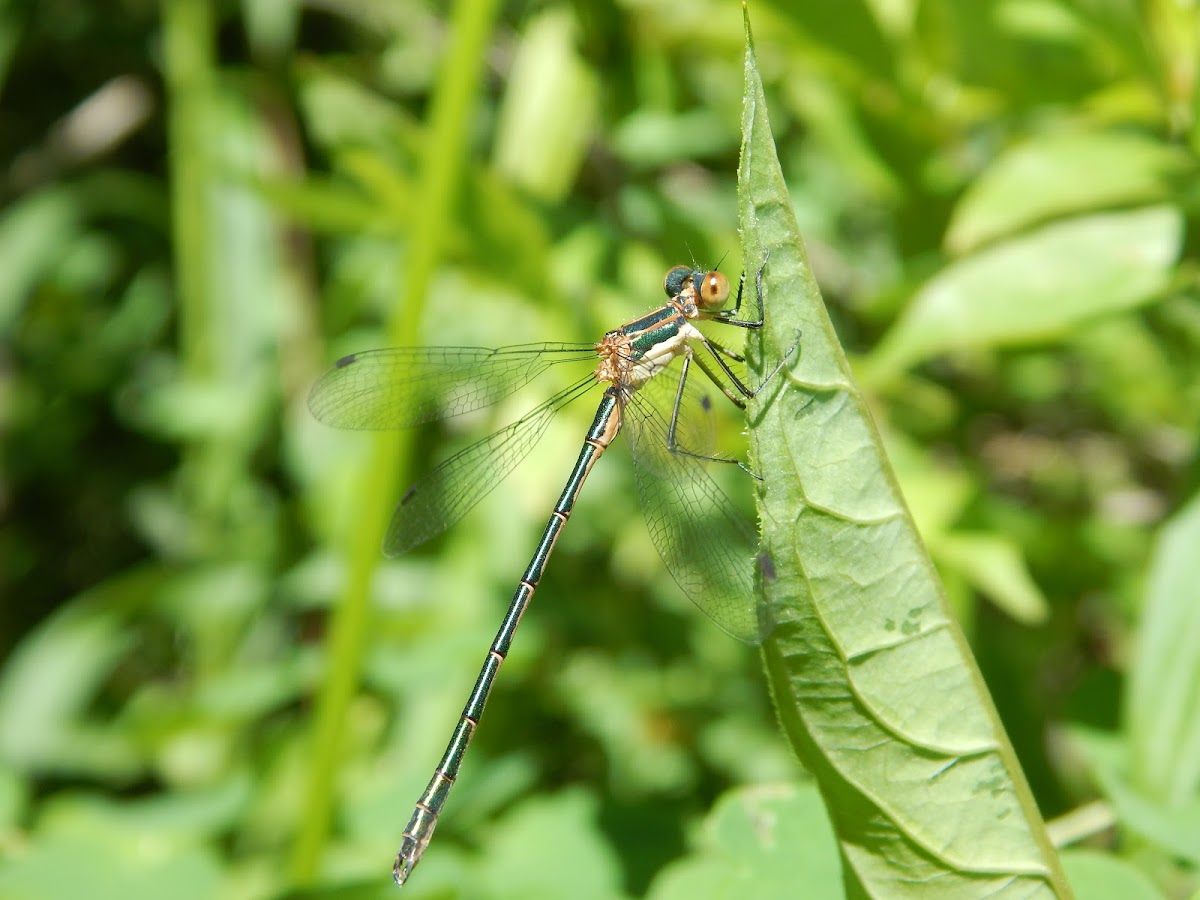 Emerald Spreadwing