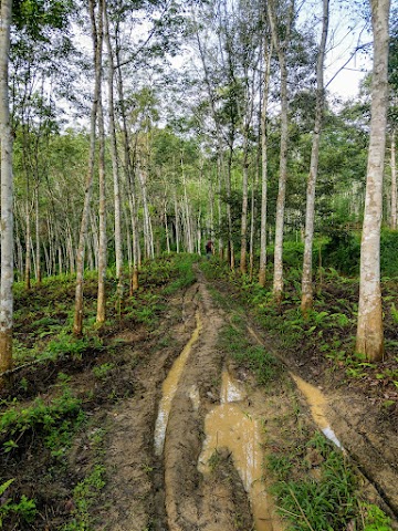 Bukit Repin via Janda Baik Starting Trail Plantation Farm