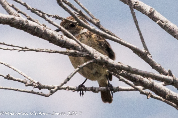 Stonechat; Tarabilla Común