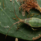 Leaf-footed bug