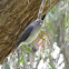 White-eyed Slaty Flycatcher