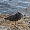 Herring Gull (Between Juvenile and 2nd Winter plumage)