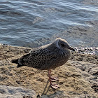 Herring Gull (Between Juvenile and 2nd Winter plumage)