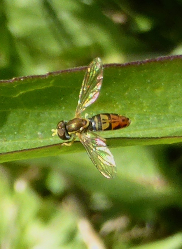 Syrphid Fly