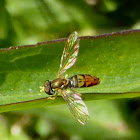 Syrphid Fly