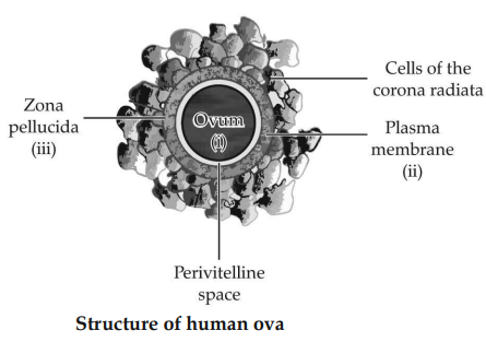 Solution Image