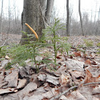 Grond-pine Clubmoss