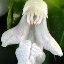 White hedge-nettle