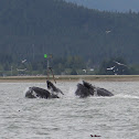 humpback whale