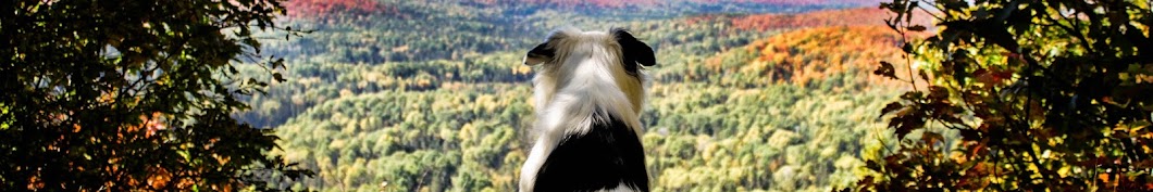 The Super Collies Banner