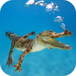 Crocodile 3D Live Wallpaper Apk