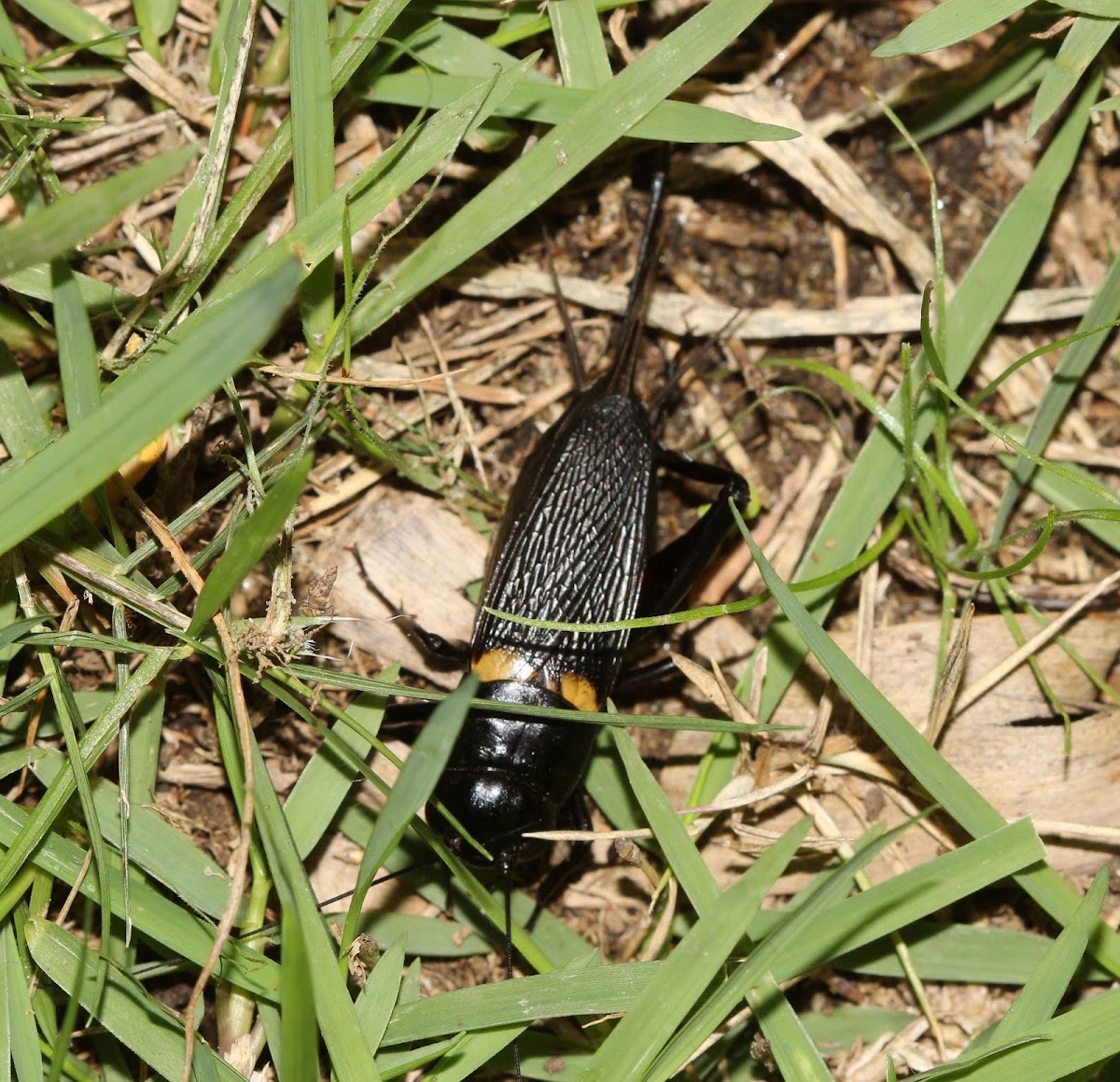 Two-spotted Cricket