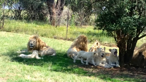 Lion Park South Africa 2015