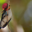 Zunzuncito  Bee Hummingbird