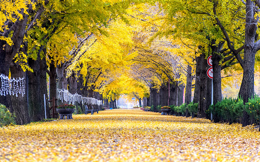 row of yellow ginkgo trees in Asan Preview 1