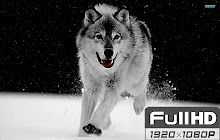 Wolf FullHD New Tab Wallpapers small promo image