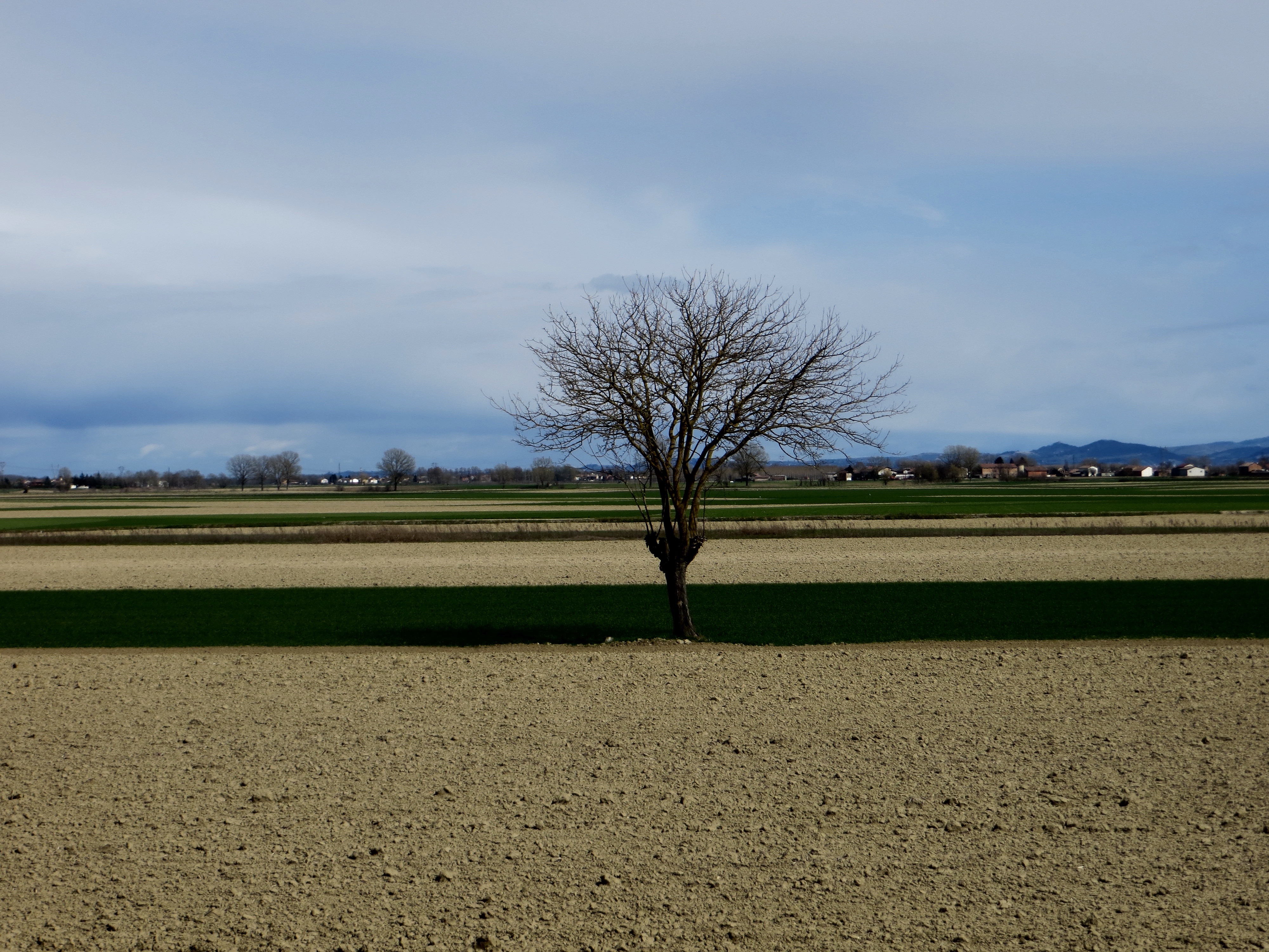 solitudine dell'albero di mariellaturlon