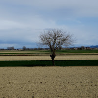 solitudine dell'albero di 