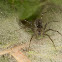 Grassland Funnel web spider