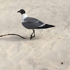 Laughing Gulls