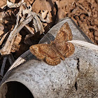 Calephelis Metalmark