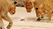 The crab managed to keep its claws up at the lions as it backed up until it made the bank and disappeared into a burrow.
