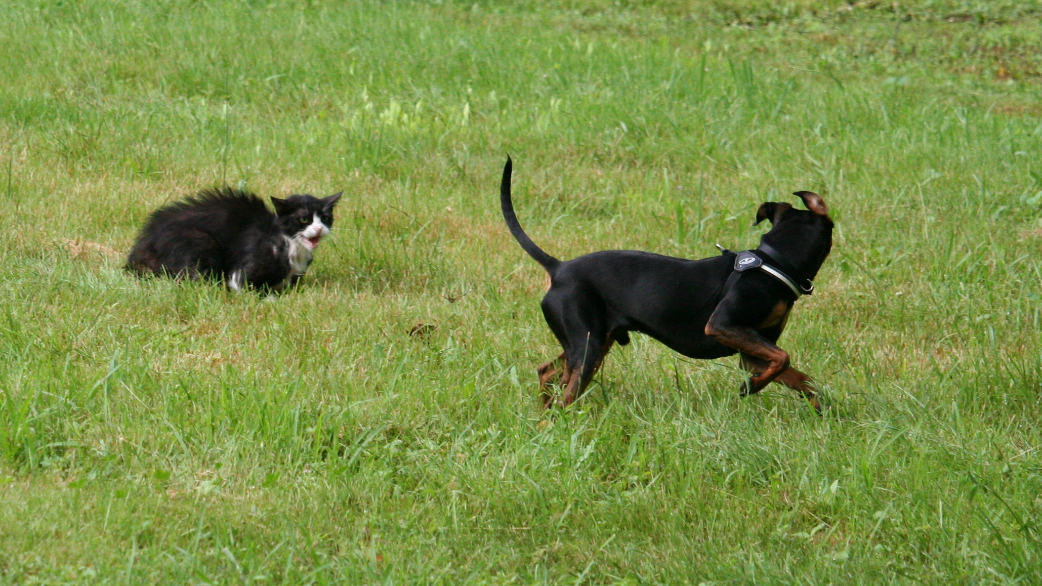 Come cane e gatto... di fotorobi