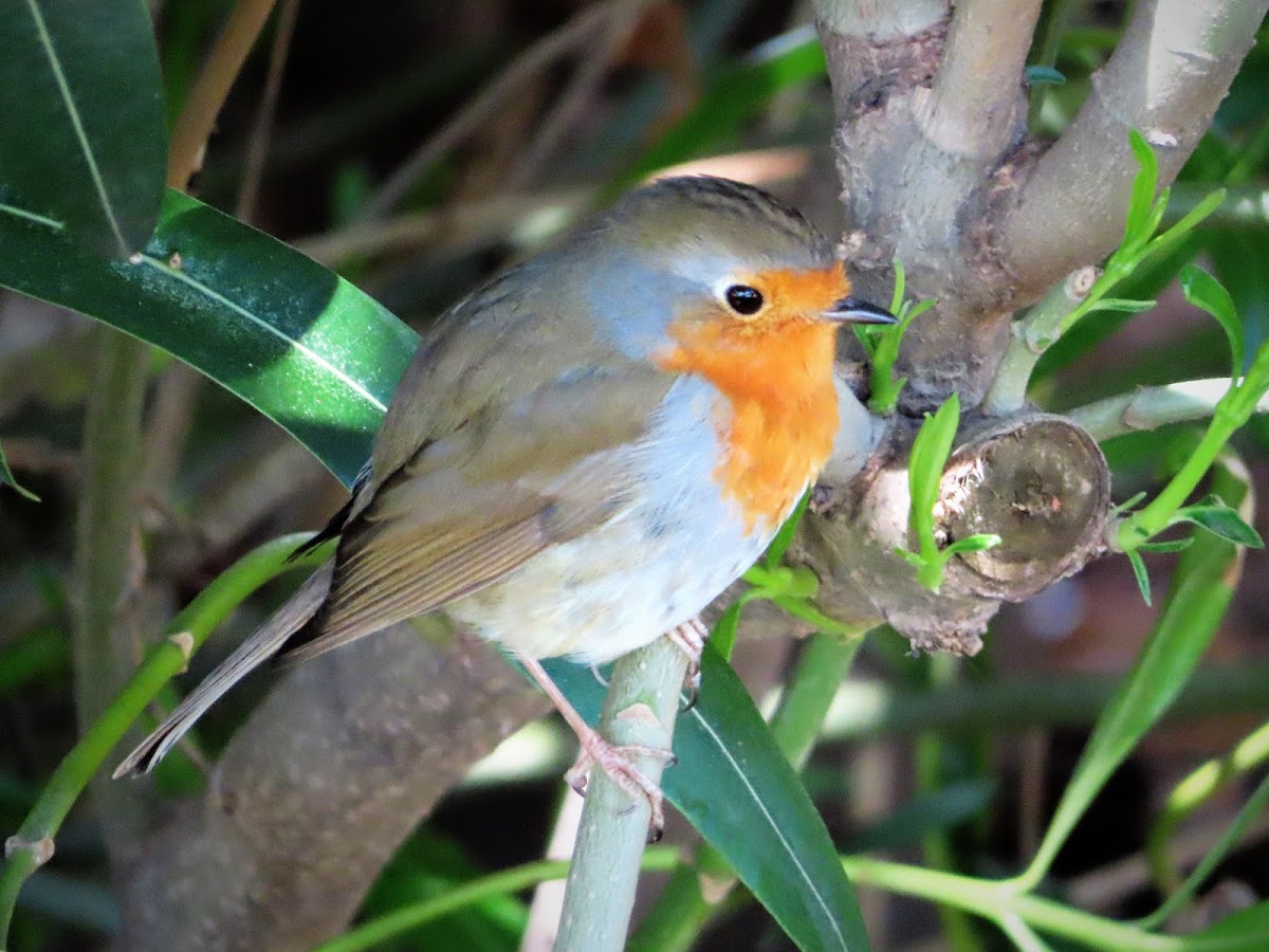 European robin. Petirrojo