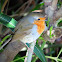 European robin. Petirrojo