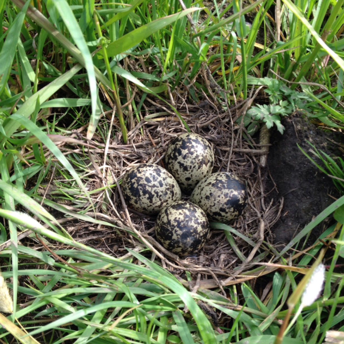 nest of northern lapwing