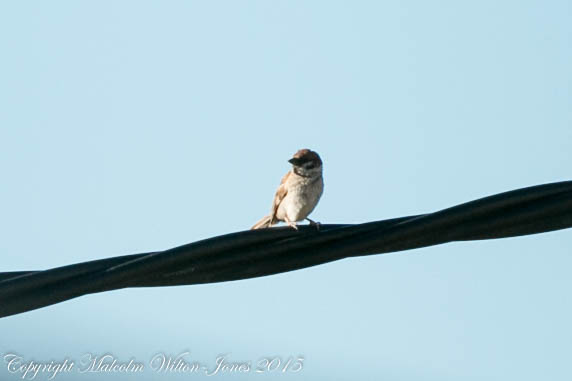 Tree Sparrow; Gorrión Molinero