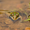 Indian bullfrog