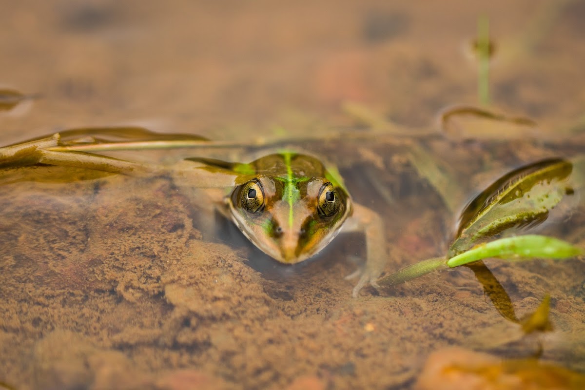 Indian bullfrog